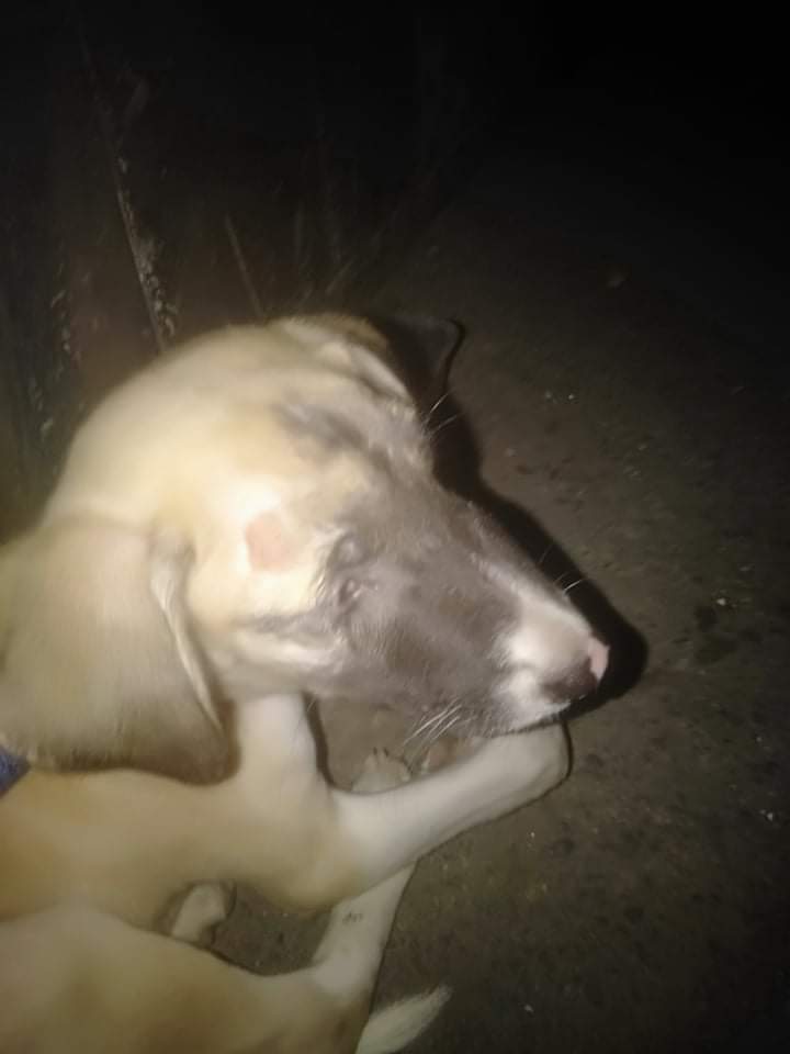 Our second dog before we get&nbsp;him