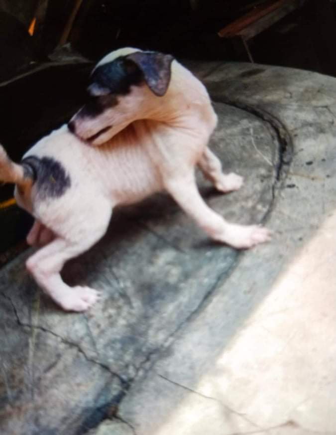 Our first dog before we get&nbsp;her